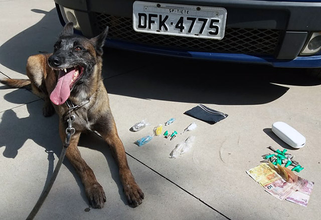 Cadela do GOE descobre ponto de drogas