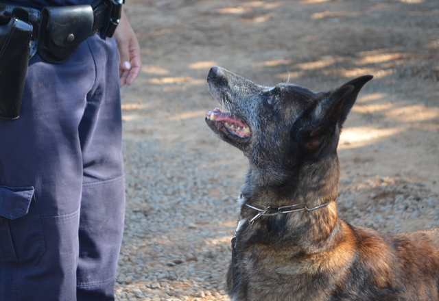 GMCT realiza Demonstração de Trabalho com Cães na ELEKTRO