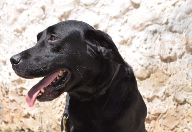 Guarda Civil Municipal disponibiliza Cão para adoção