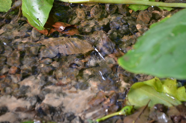 SEMADES promove atividades do Dia da Água