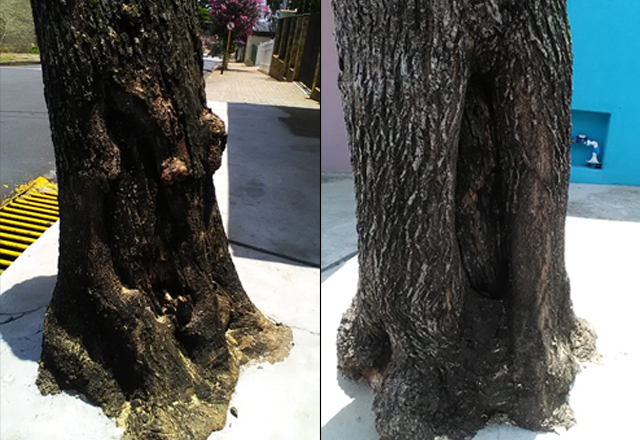 Prefeitura esclarece corte de árvore na Rua São Benedito