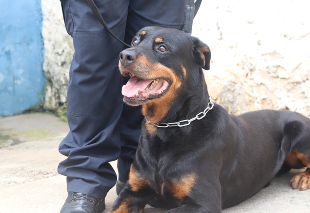 GOE dispõe Cães Aposentados para Adoção