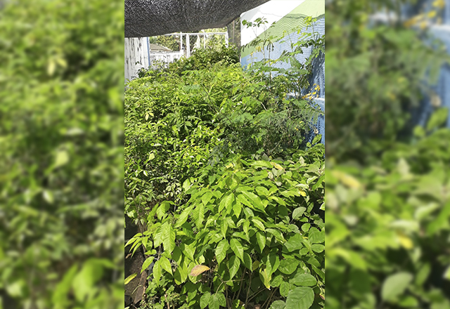 TIETÊ COMEMORA O DIA DA ÁRVORE COM O LANÇAMENTO DO PROJETO ARBORIZA TIETÊ