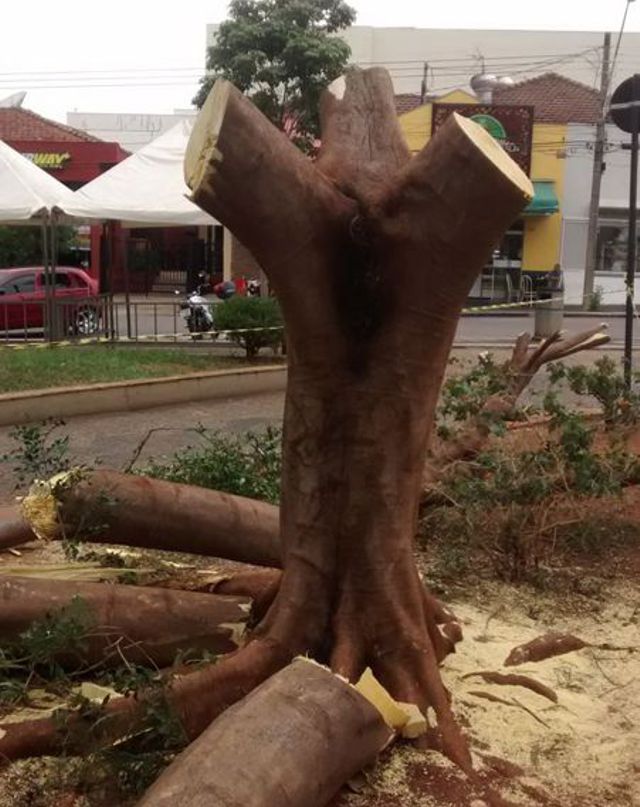 Árvore em Perigo de Queda Iminente é cortada na Praça Dr. Elias Garcia